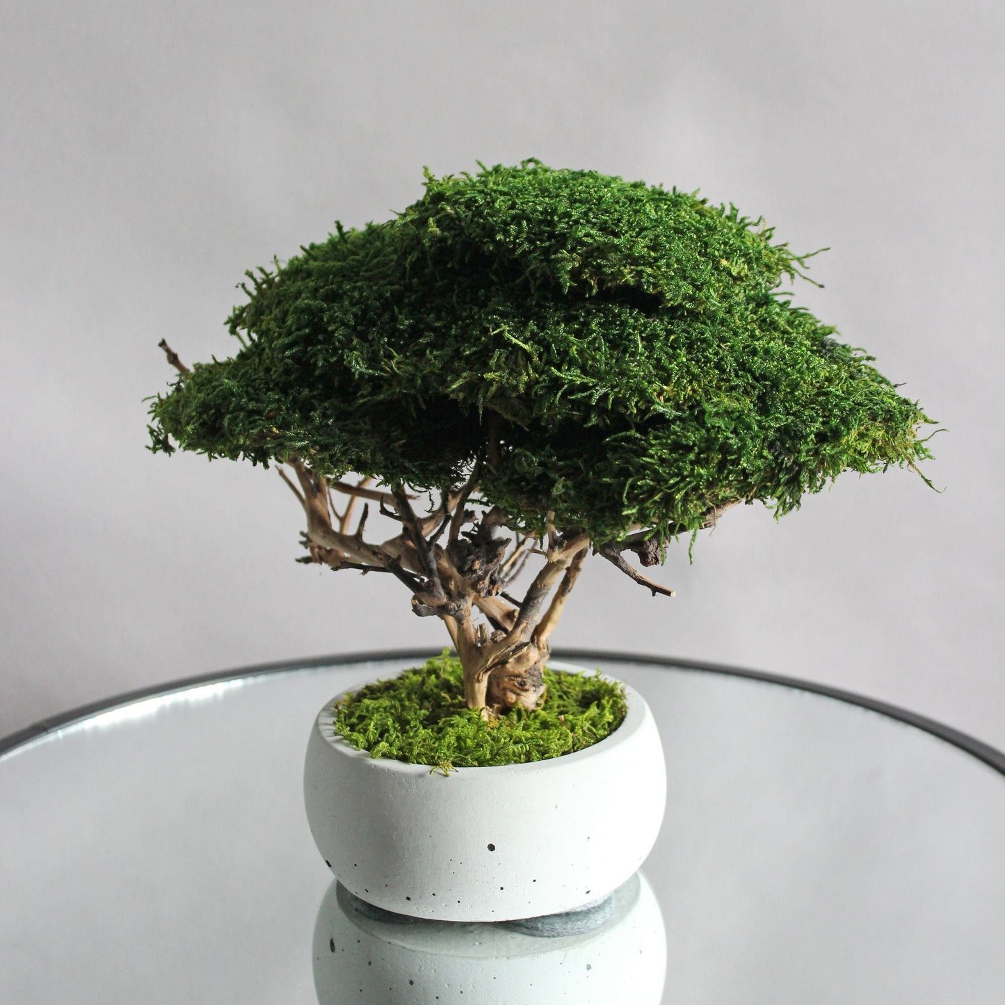 Small preserved moss bonsai in a decorative concrete pot, natural indoor greenery decor for shelves, desks and cozy interiors.