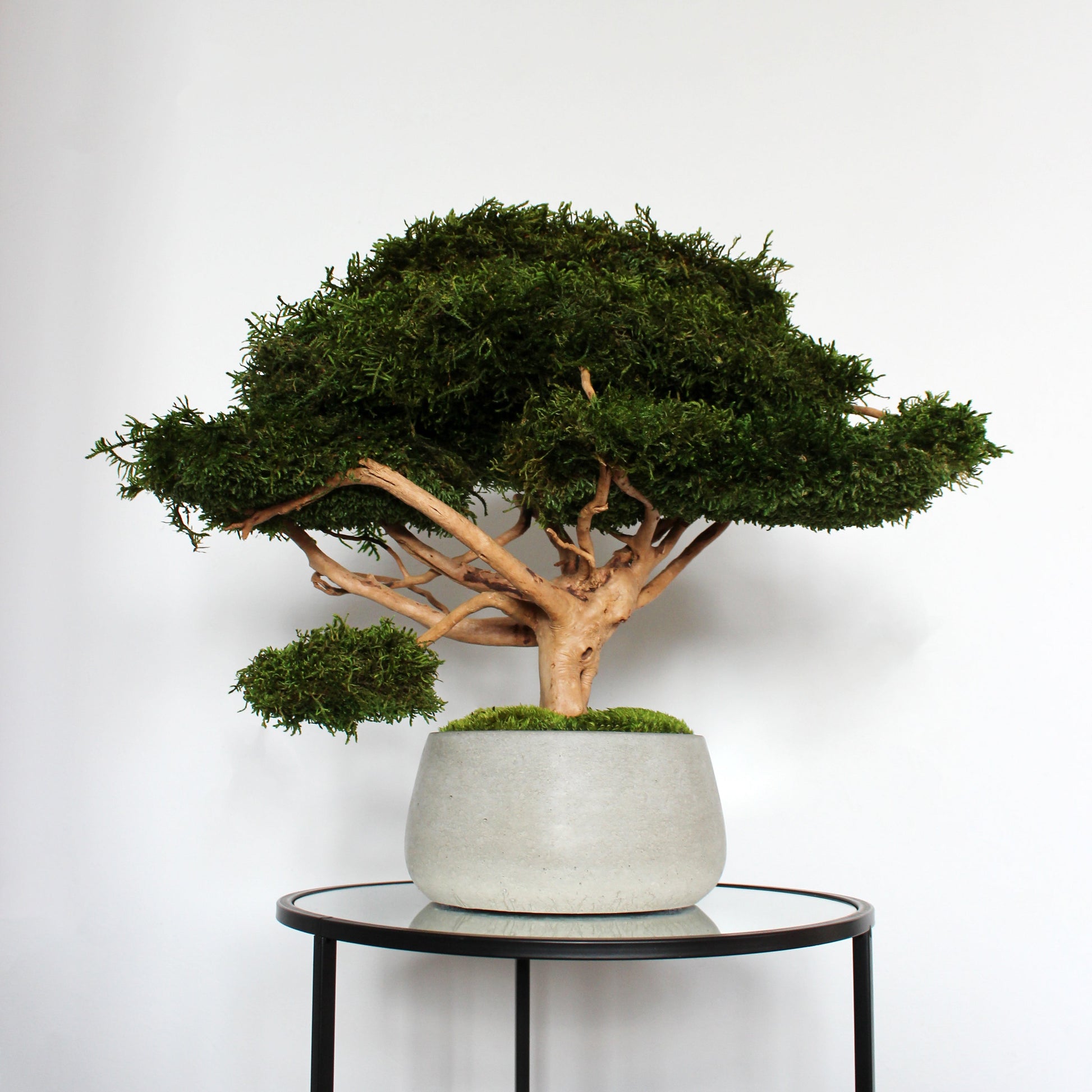 large handmade bonsai