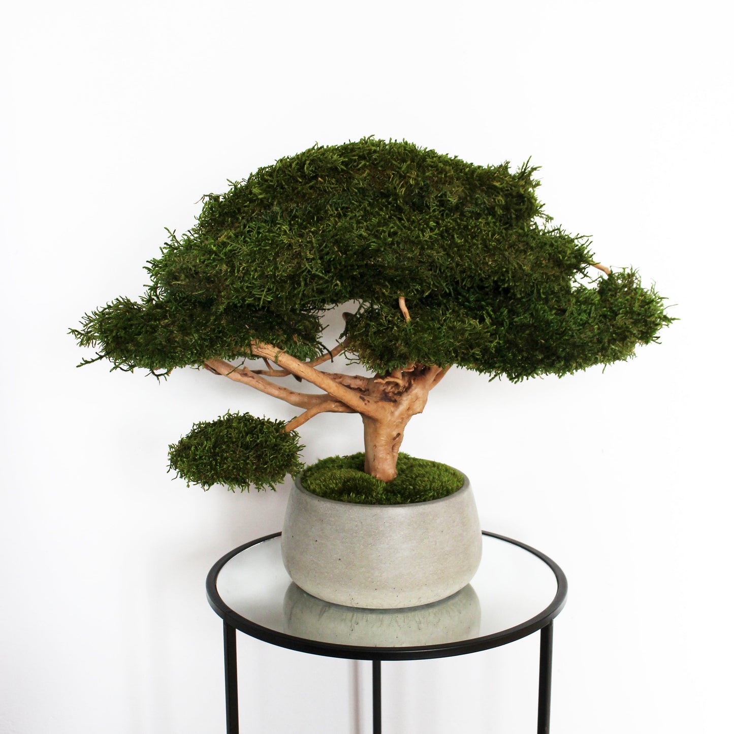 driftwood bonsai tree