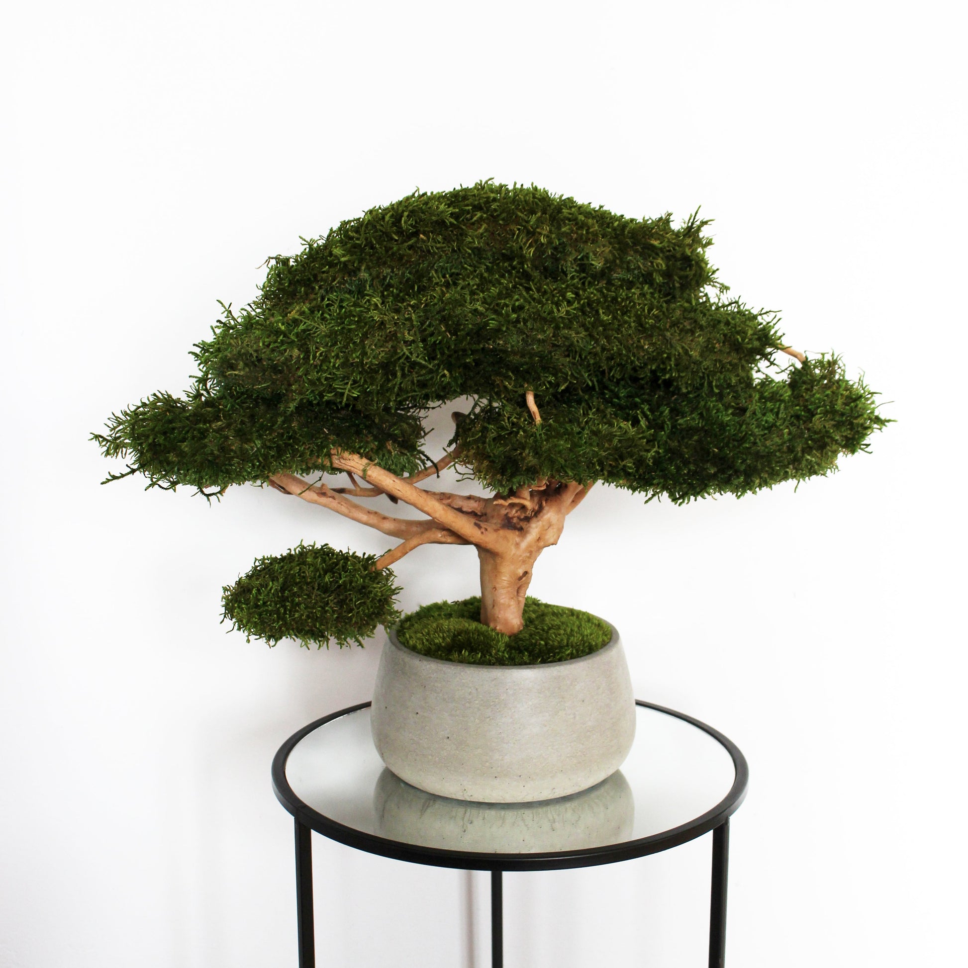 driftwood bonsai tree