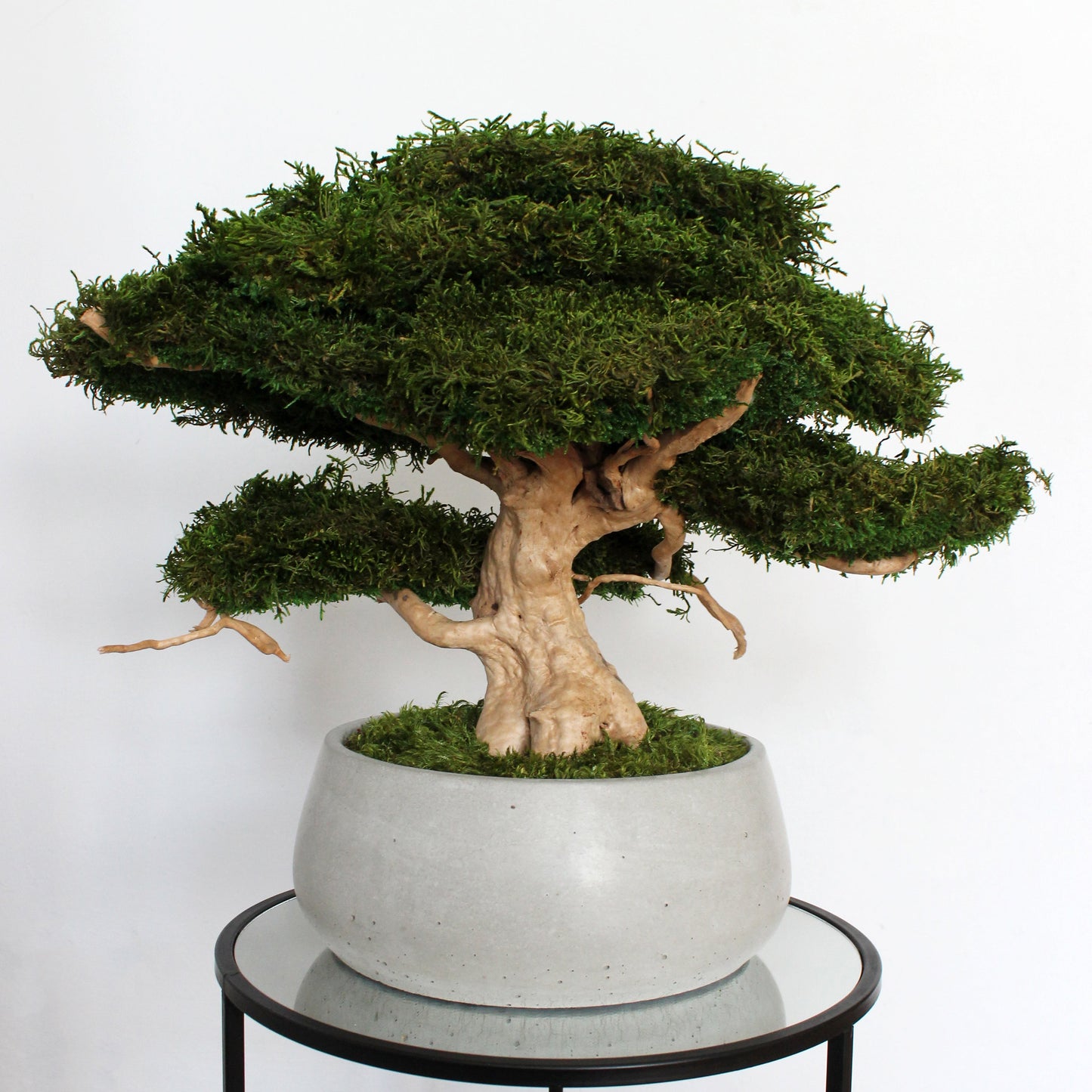 Large preserved moss bonsai tree in a concrete pot, natural green home decor, maintenance free indoor plant alternative, zen style decoration for living room or office.