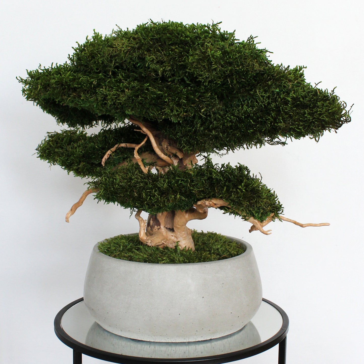 Large preserved moss bonsai tree in a concrete pot, natural green home decor, maintenance free indoor plant alternative, zen style decoration for living room or office.