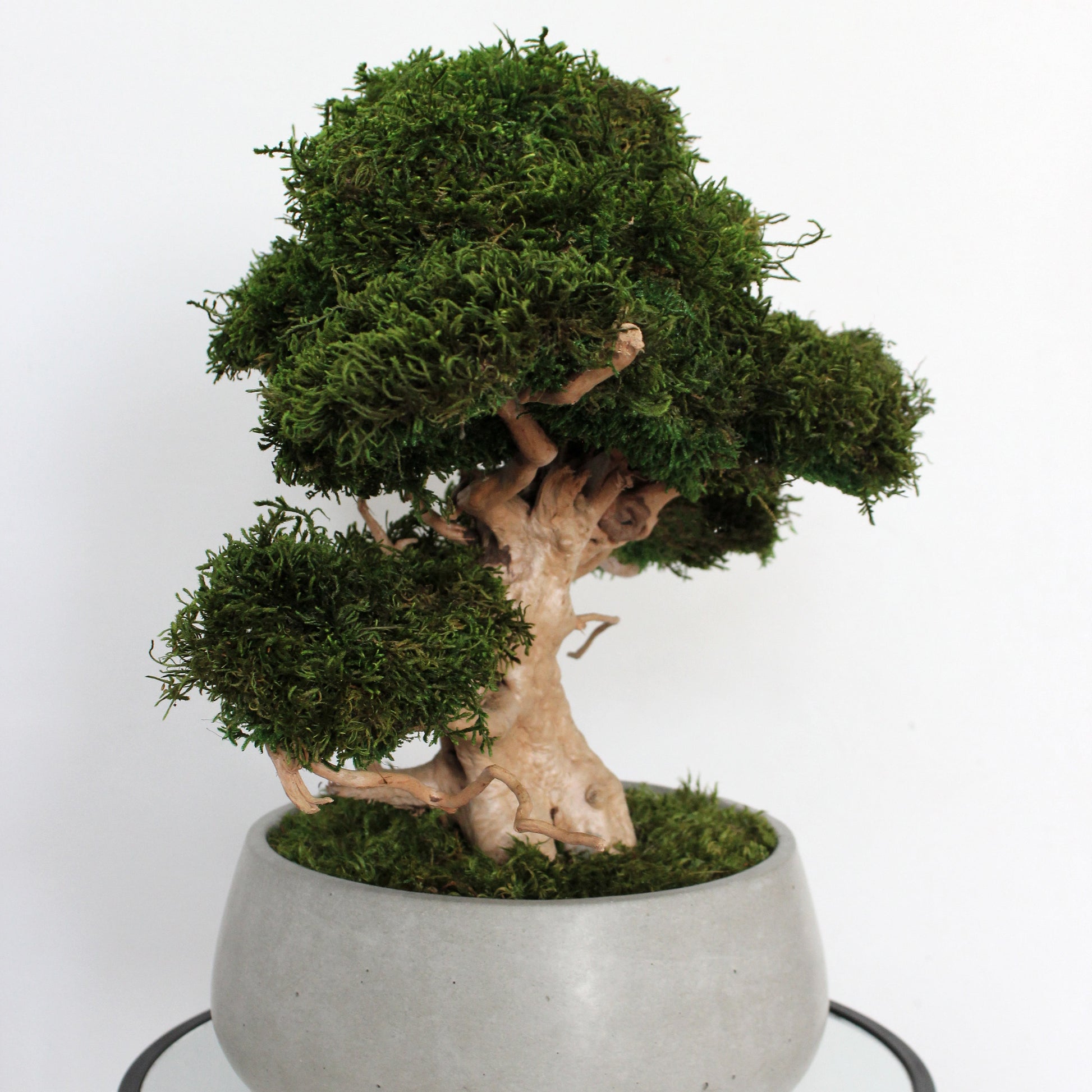 Large preserved moss bonsai tree in a concrete pot, natural green home decor, maintenance free indoor plant alternative, zen style decoration for living room or office.
