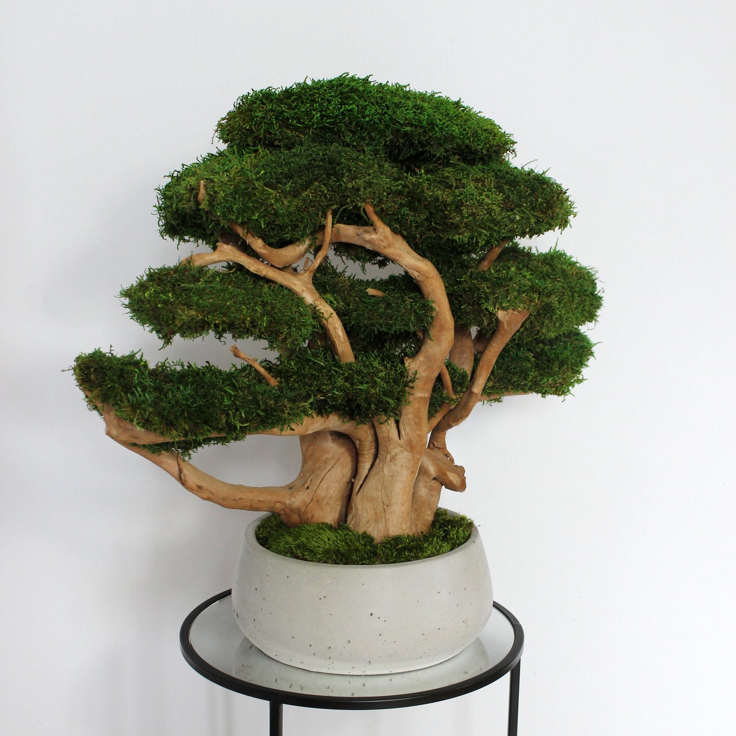 Large driftwood bonsai tree with preserved long moss in heavy concrete pot.