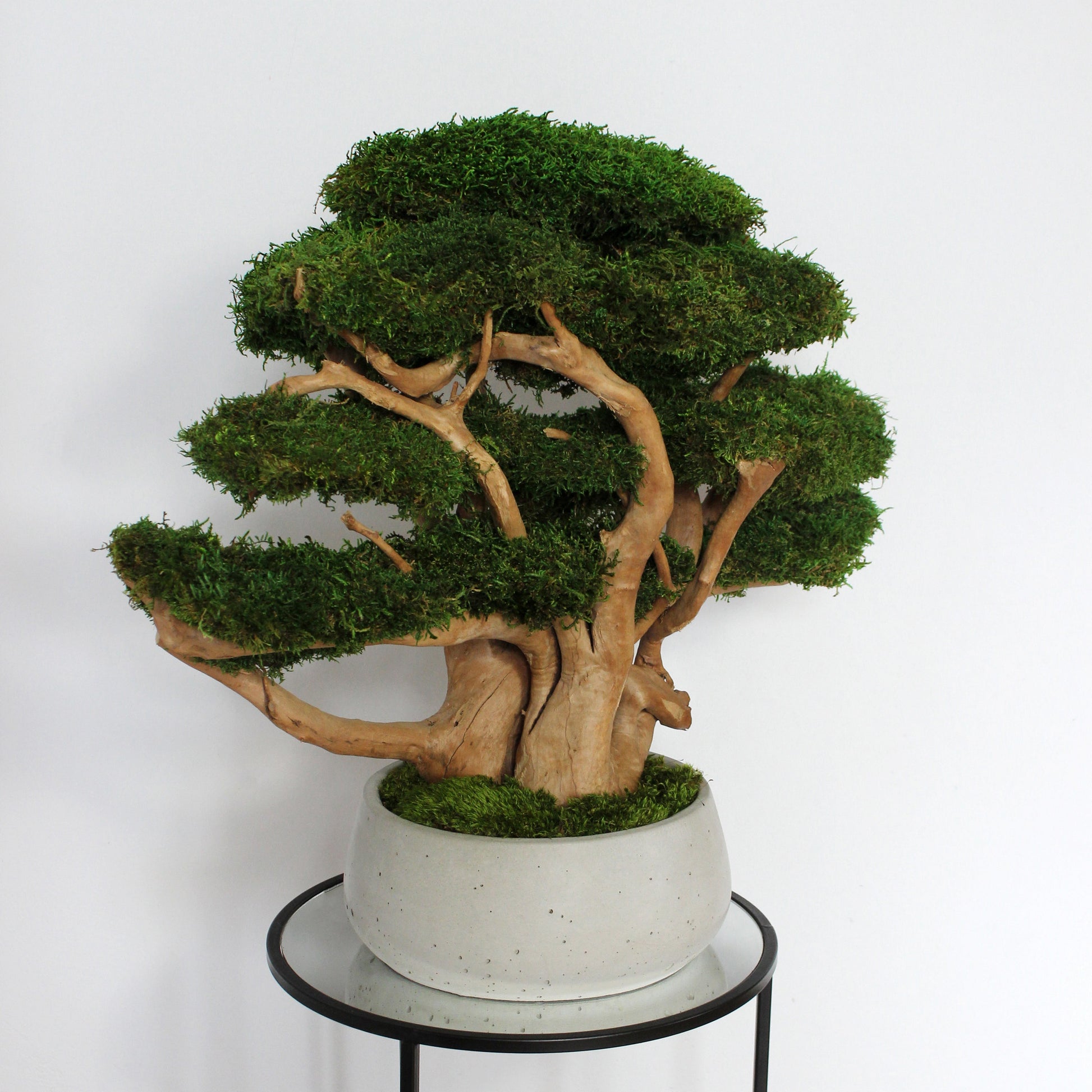 Large driftwood bonsai tree with preserved long moss in heavy concrete pot.