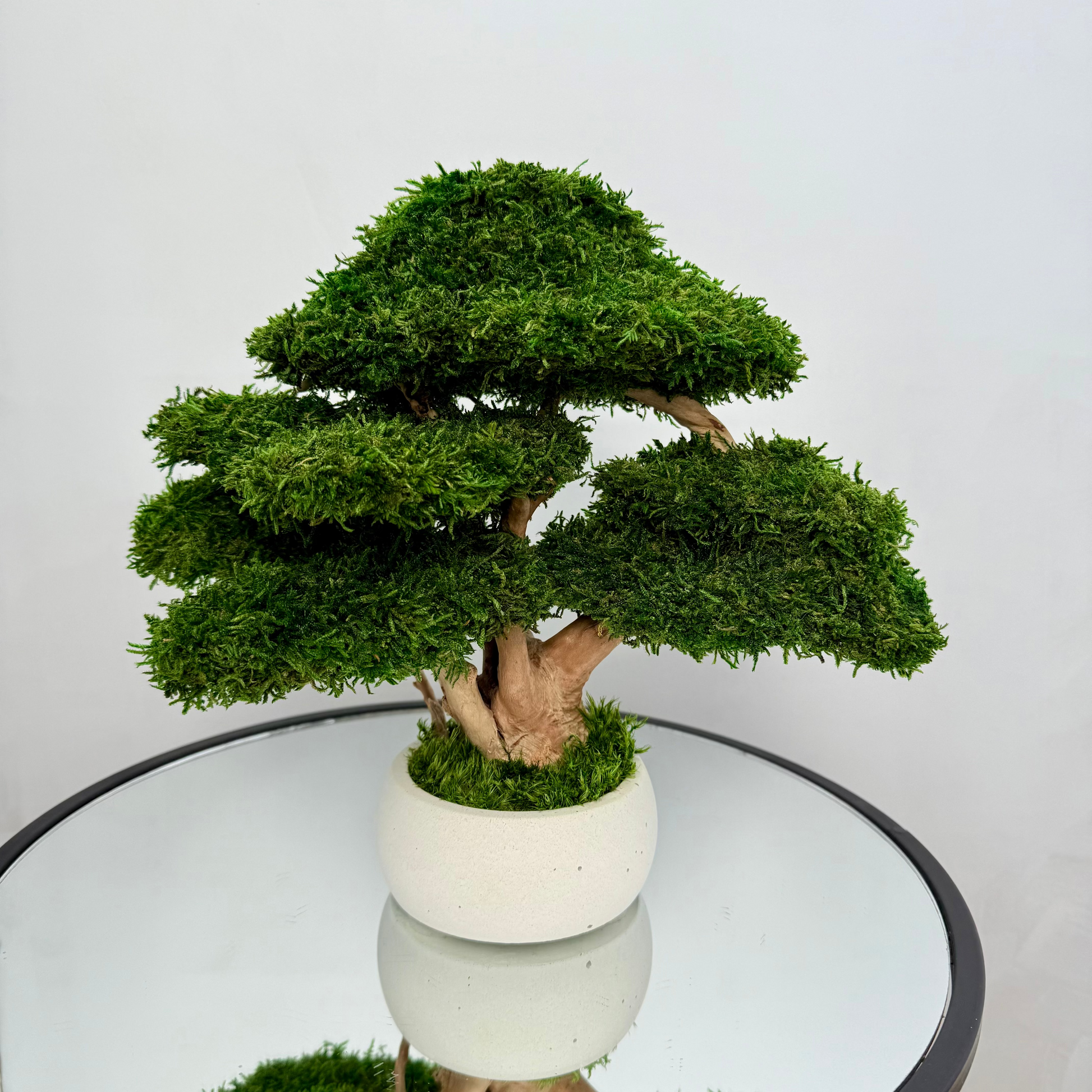 Preserved moss bonsai tree with layered canopy and natural wood trunk in a white concrete planter.