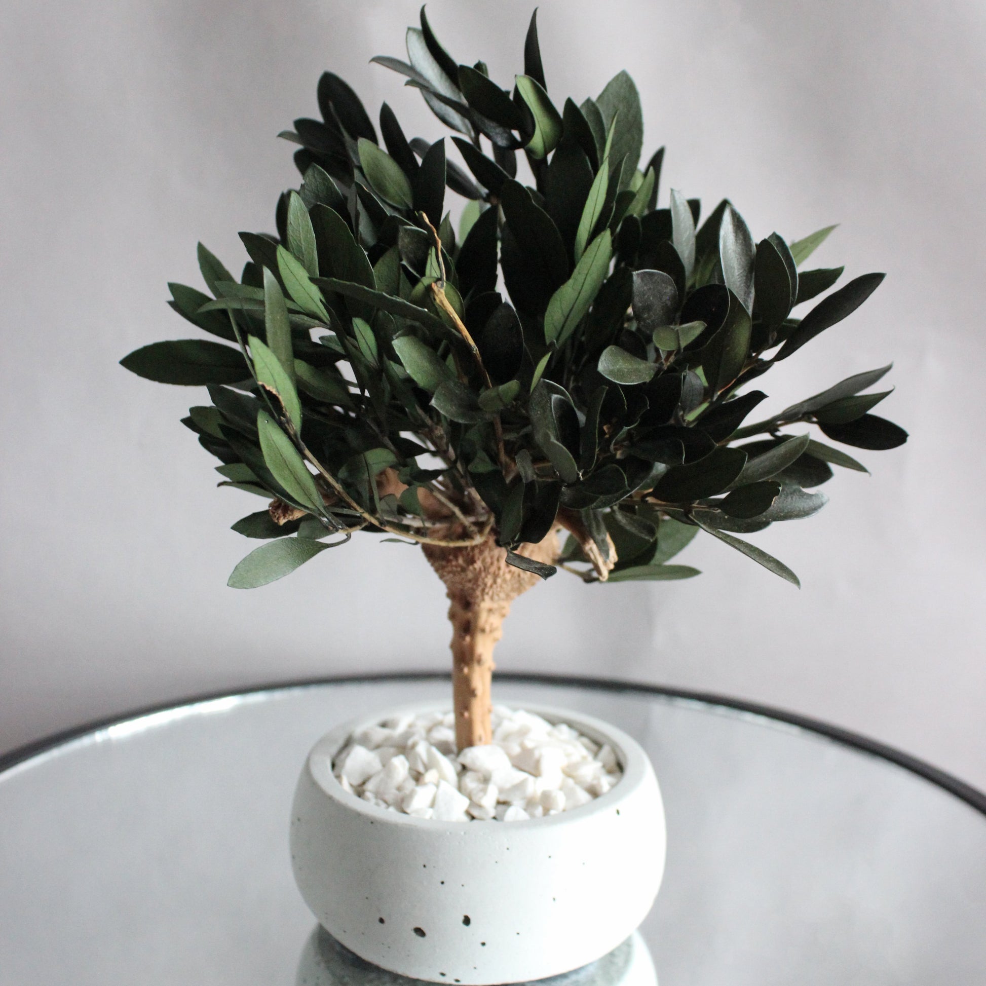 Small preserved olive tree bonsai in a concrete pot, made with real stabilized greenery. Natural minimalist decor for shelf, desk or coffee table, inspired by Mediterranean interiors.