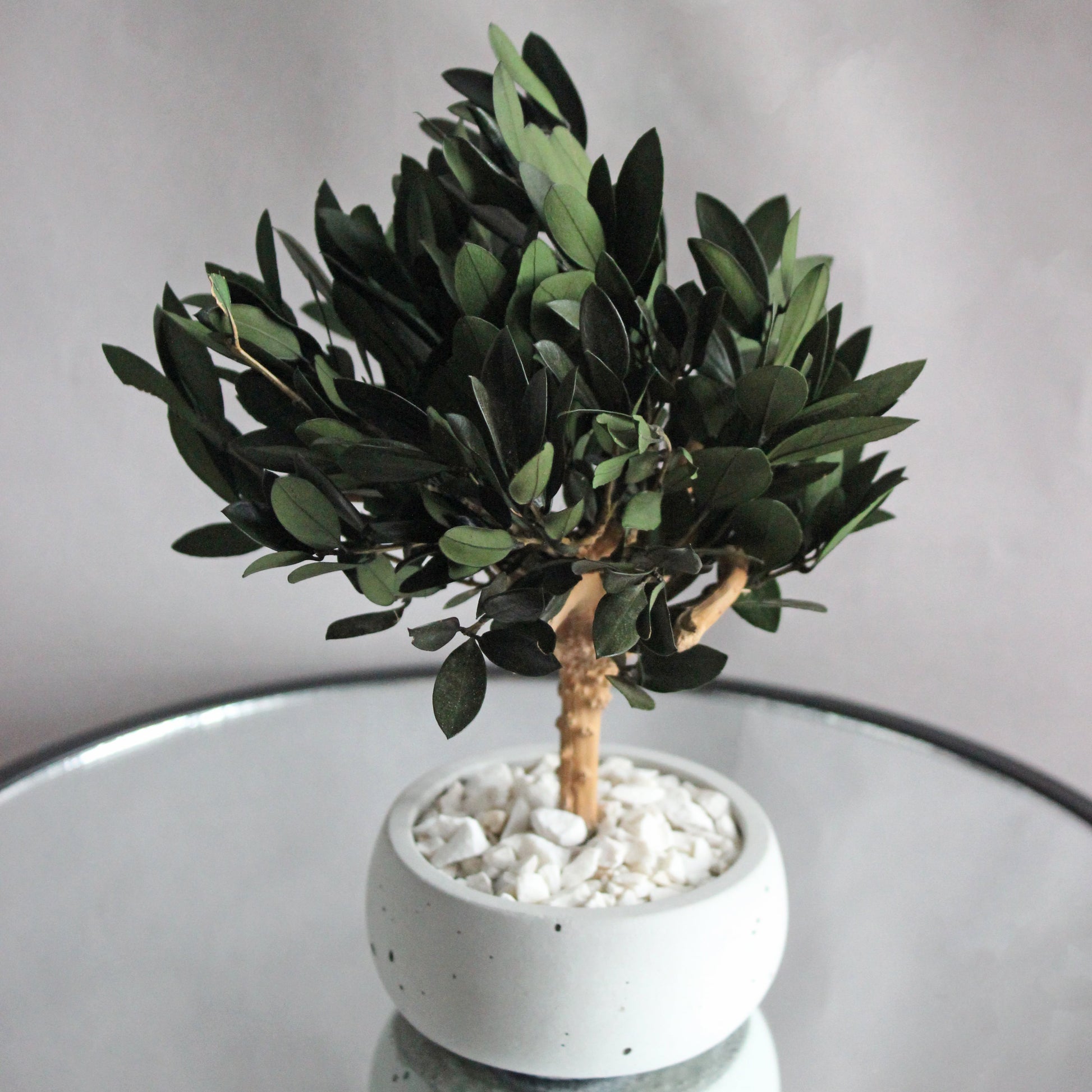 Small preserved olive tree bonsai in a concrete pot, made with real stabilized greenery. Natural minimalist decor for shelf, desk or coffee table, inspired by Mediterranean interiors.