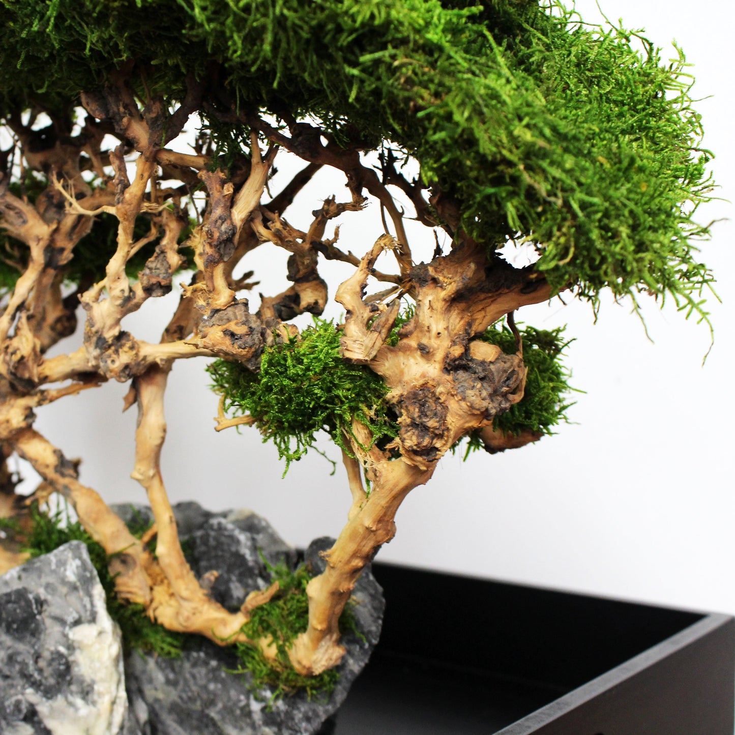 OOAK preserved bonsai on natural stone with real stabilized moss. Sculptural nature-inspired decor piece for shelf, coffee table or office, created as a one-of-a-kind composition.