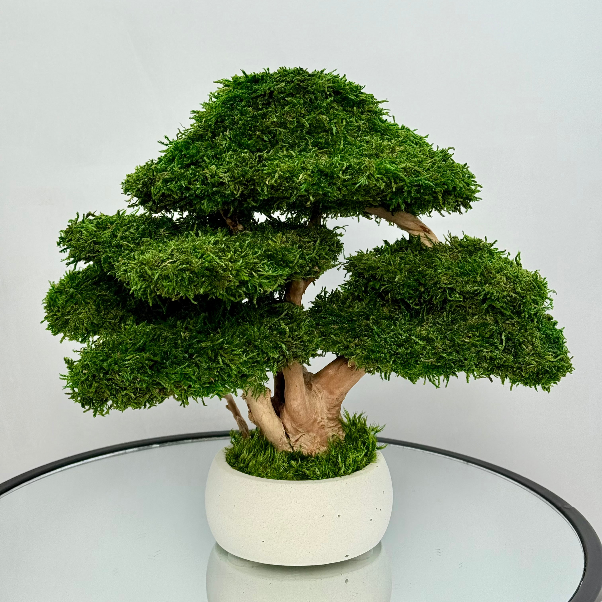 Preserved moss bonsai tree with layered canopy and natural root trunk in a white concrete pot.