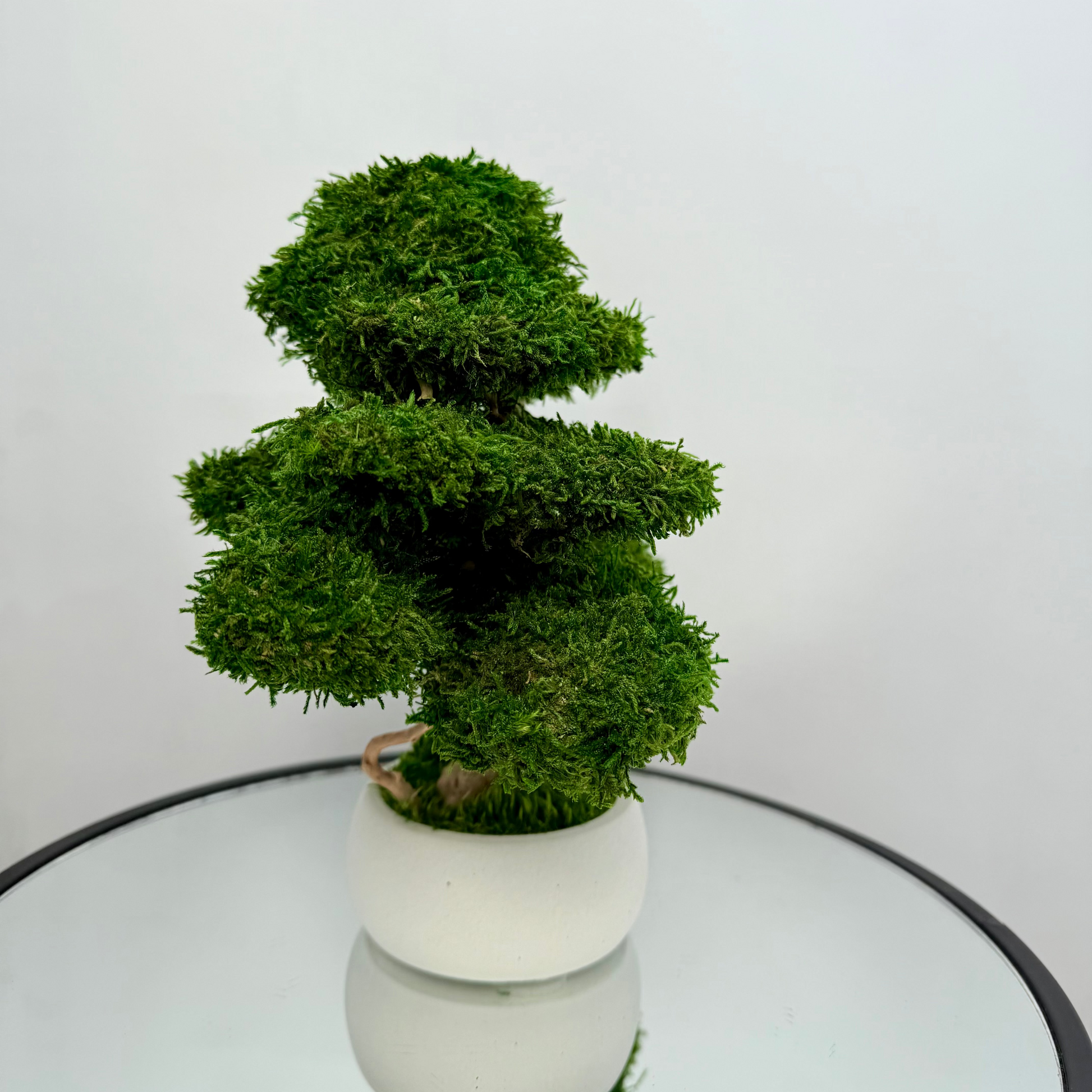 Preserved moss bonsai tree with layered canopy and natural root trunk in a white concrete pot.