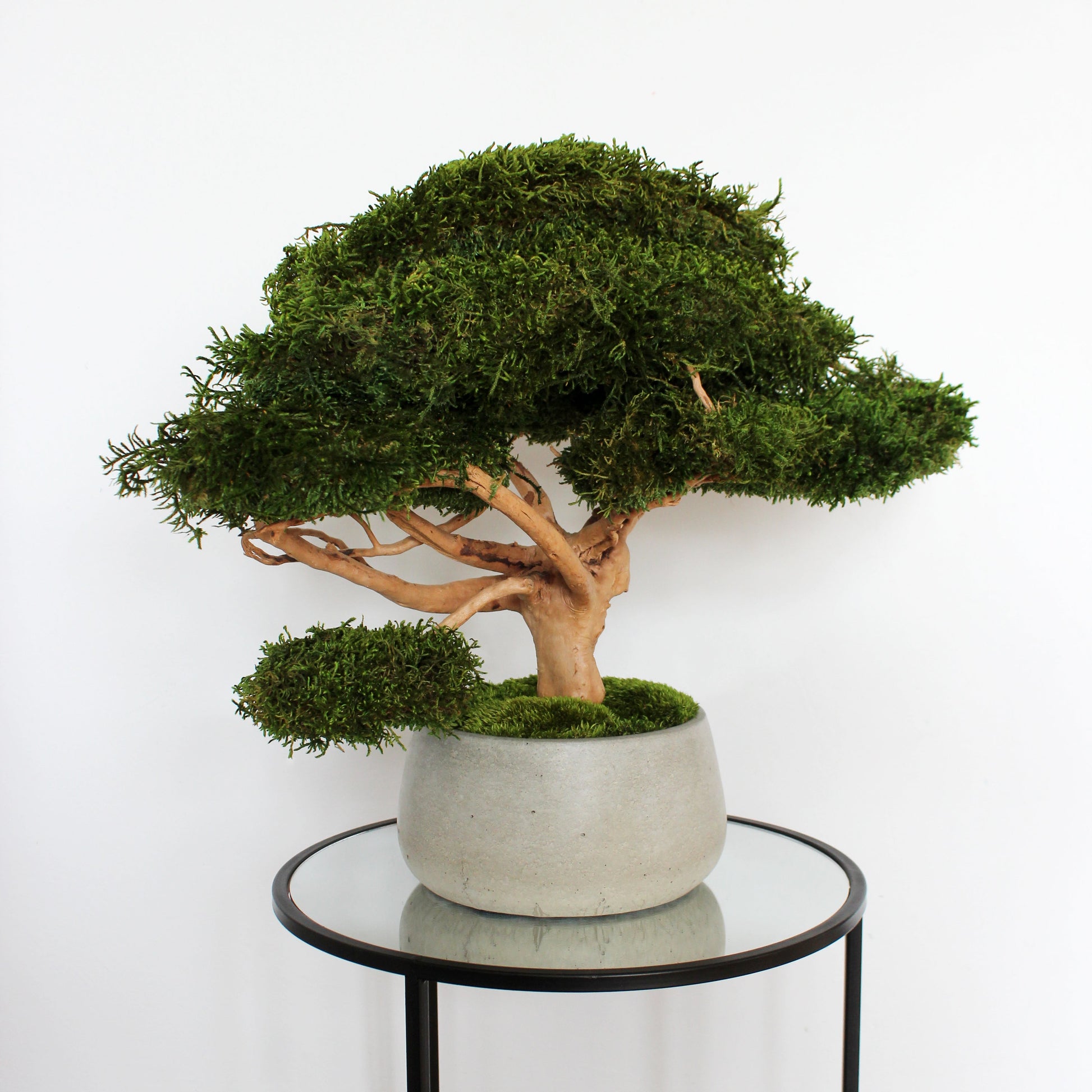 preserved long moss bonsai tree