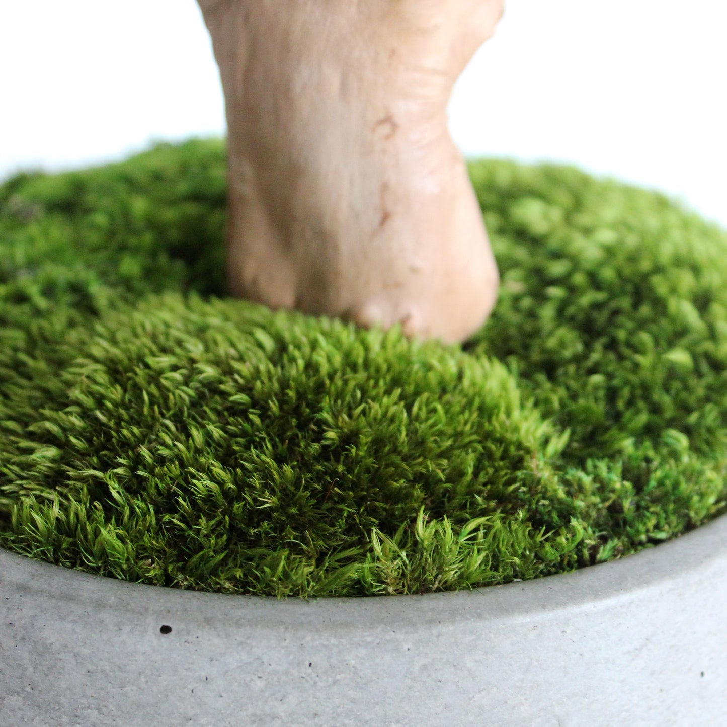 mood moss in concrete pot