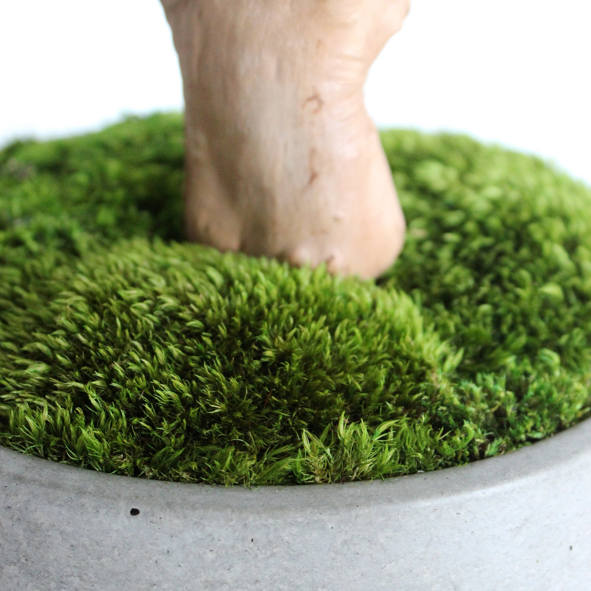 mood moss in concrete pot