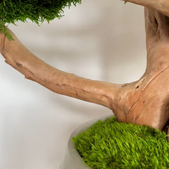 Large bonsai tree