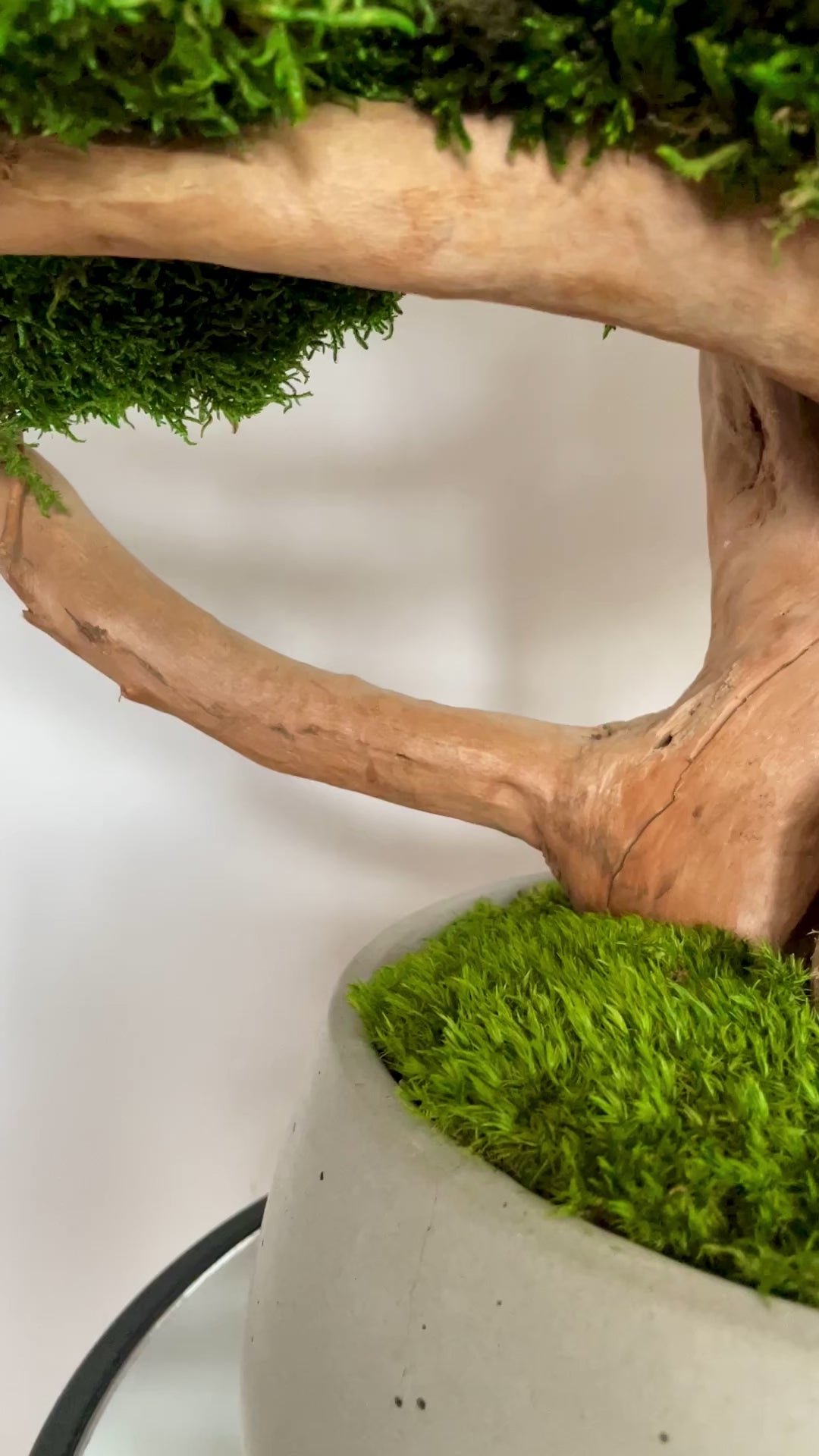 Large bonsai tree