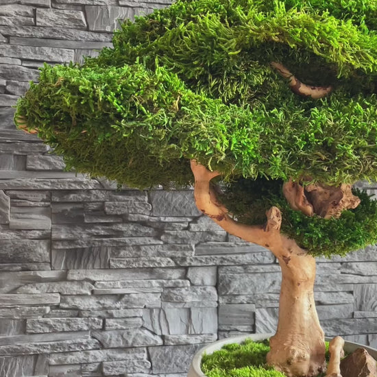 Extra large preserved moss bonsai tree in a concrete pot, statement green home decor, maintenance free indoor plant alternative, zen inspired centerpiece for modern living room, office or entryway.