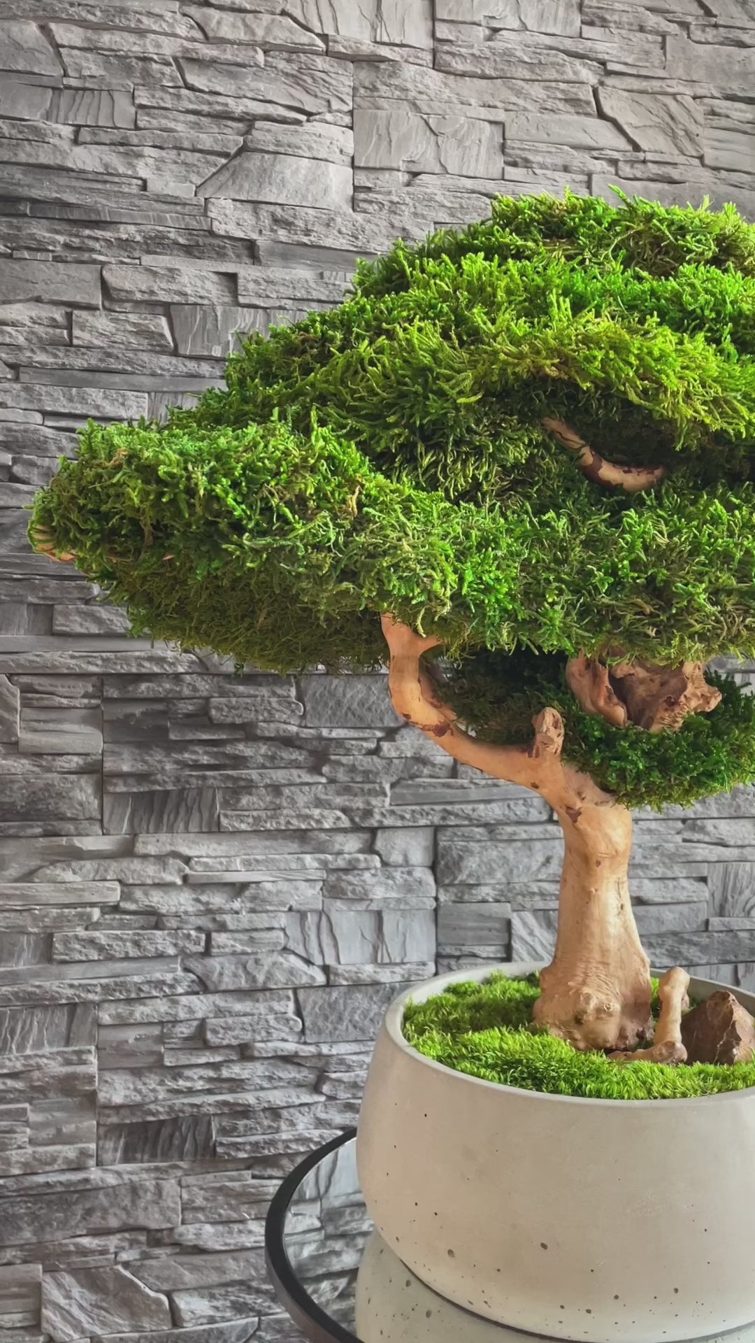 Extra large preserved moss bonsai tree in a concrete pot, statement green home decor, maintenance free indoor plant alternative, zen inspired centerpiece for modern living room, office or entryway.