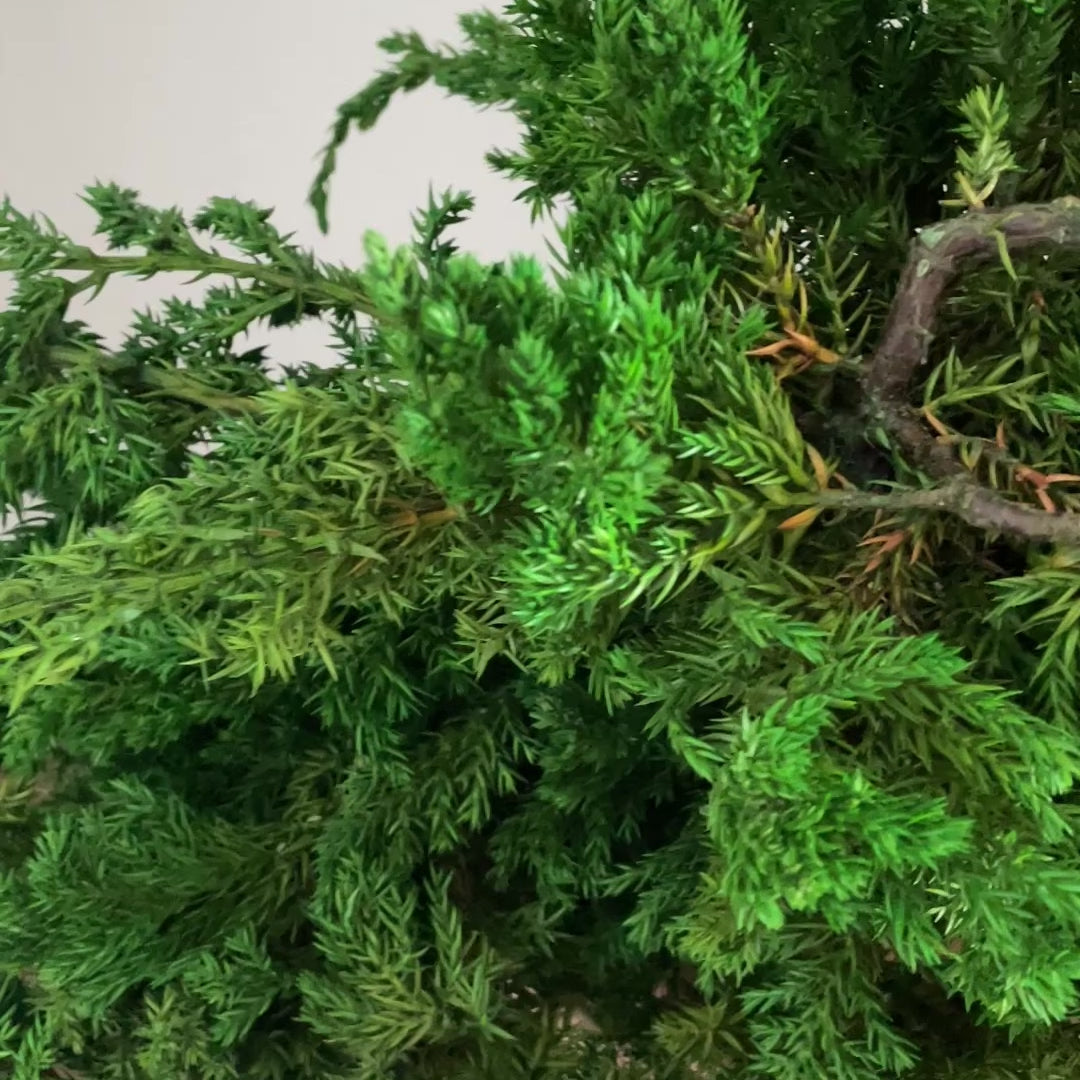Preserved juniper bonsai tree with natural roots and white pebbles in a concrete pot, styled as minimalist decor for a console, shelf or sideboard.