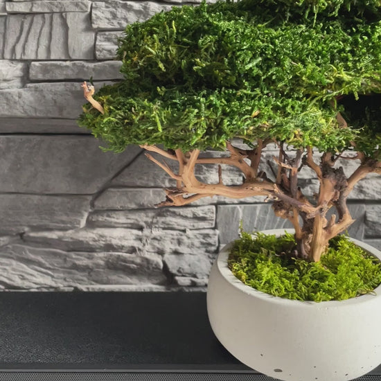 Small preserved moss bonsai in a decorative concrete pot, natural indoor greenery decor for shelves, desks and cozy interiors.