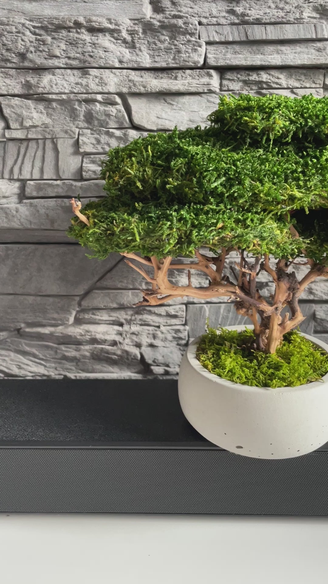 Small preserved moss bonsai in a decorative concrete pot, natural indoor greenery decor for shelves, desks and cozy interiors.