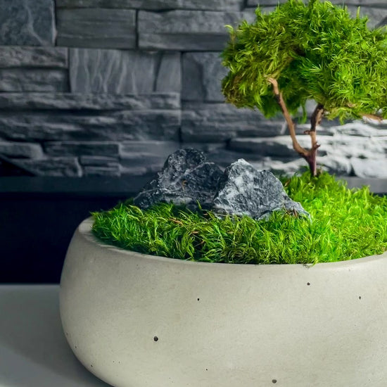 Mini zen garden with preserved moss bonsai and decorative stones in concrete pot; tabletop arrangement.