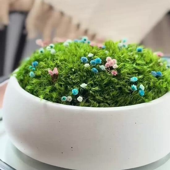 Preserved moss bowl with delicate gypsophila flowers, natural indoor greenery decor for shelf or table styling.