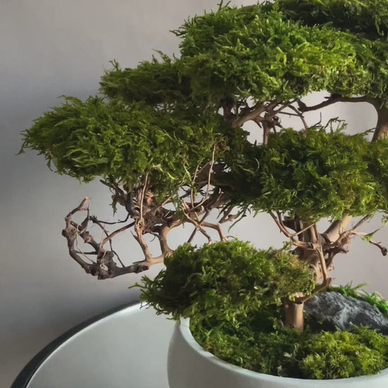 Medium preserved savanna acacia bonsai tree in a concrete pot, natural greenery decor with airy branching shape, maintenance free indoor plant alternative for shelf, console table or office space.