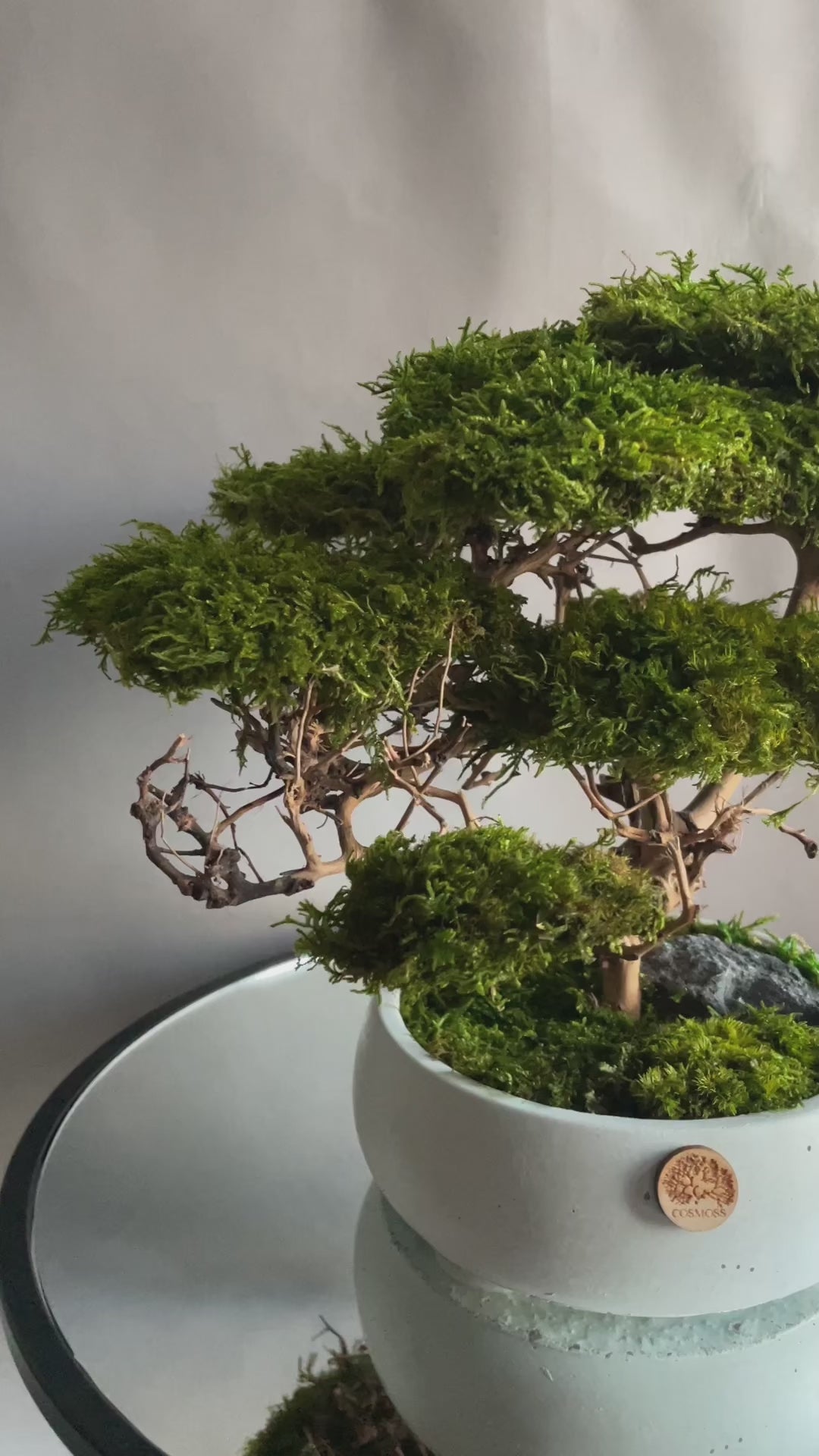 Medium preserved savanna acacia bonsai tree in a concrete pot, natural greenery decor with airy branching shape, maintenance free indoor plant alternative for shelf, console table or office space.