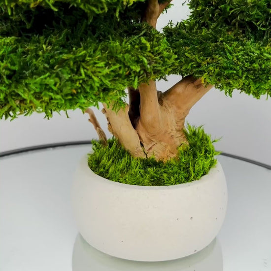 moss bonsai in white concrete pot