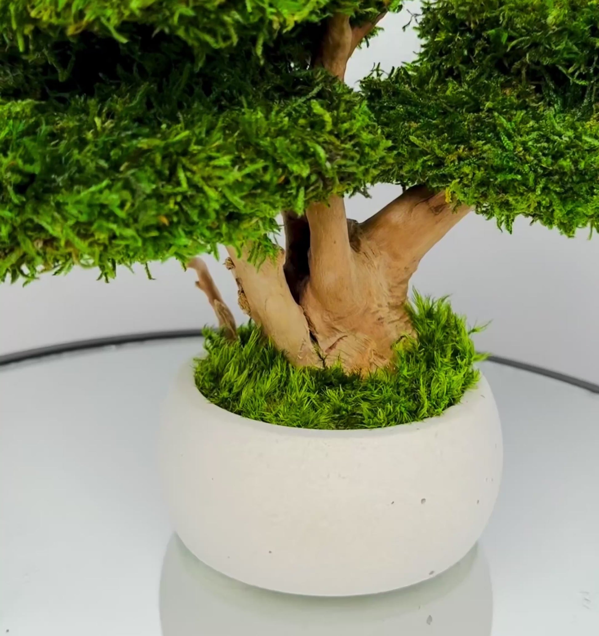 moss bonsai in white concrete pot