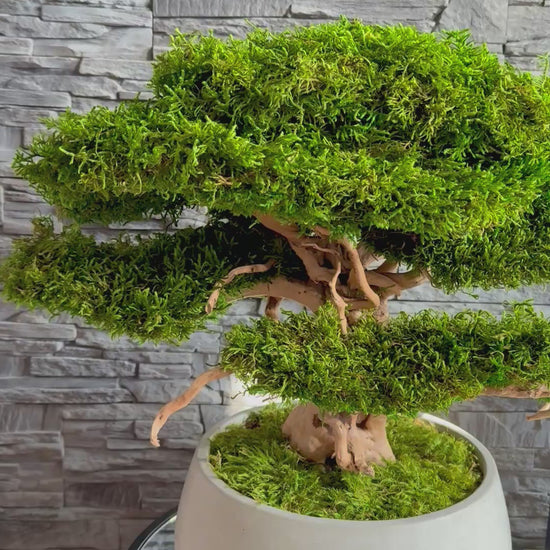 Large preserved moss bonsai tree in a concrete pot, natural green home decor, maintenance free indoor plant alternative, zen style decoration for living room or office.
