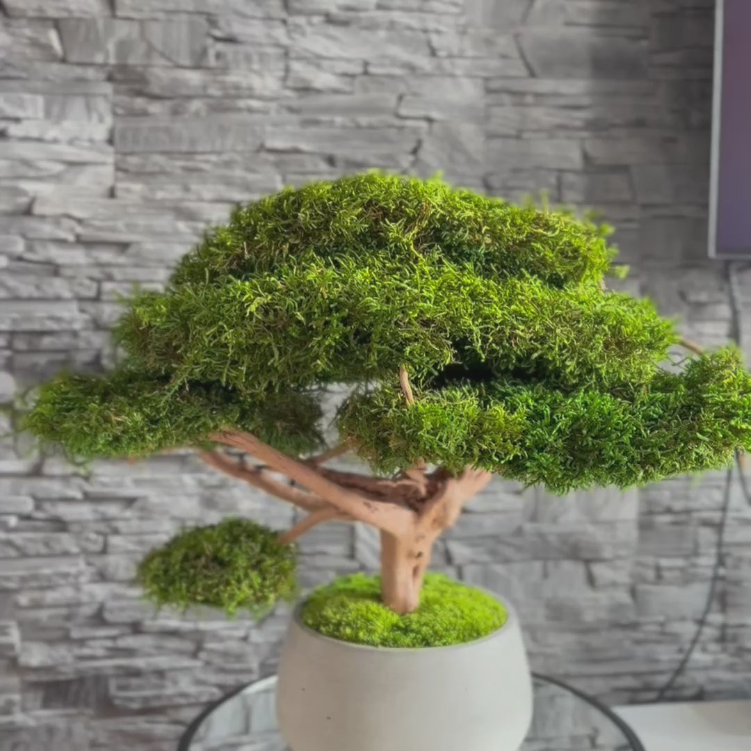 Large moss bonsai