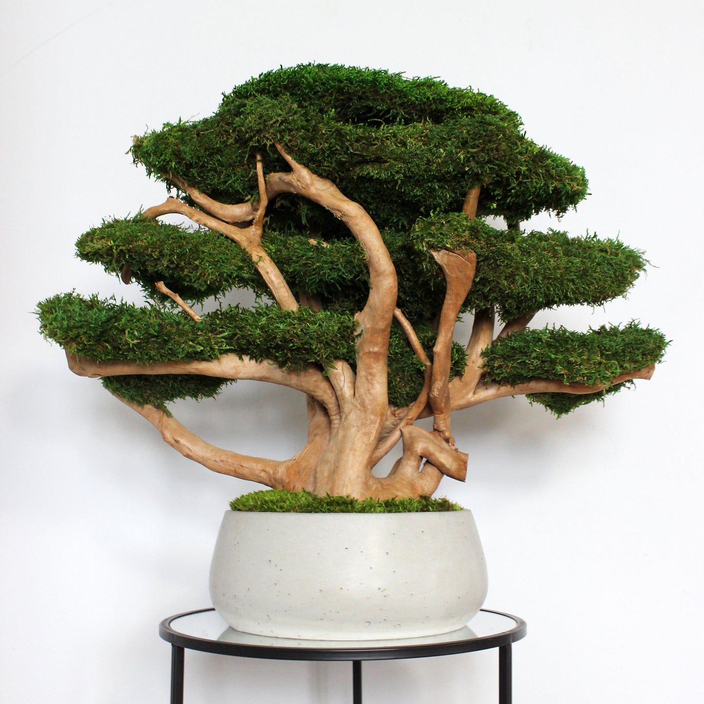 Large driftwood bonsai tree with preserved long moss in heavy concrete pot.