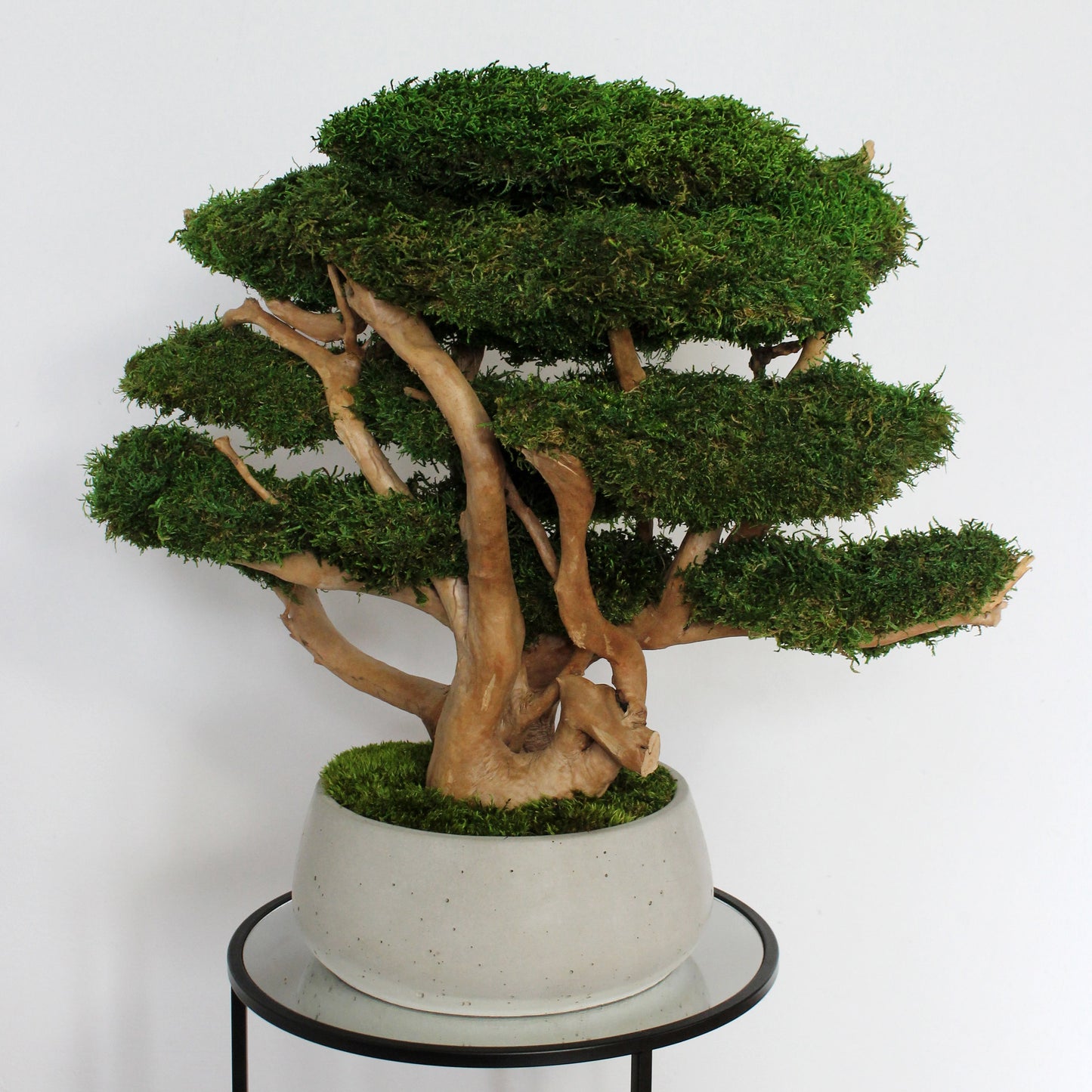Large driftwood bonsai tree with preserved long moss in heavy concrete pot.