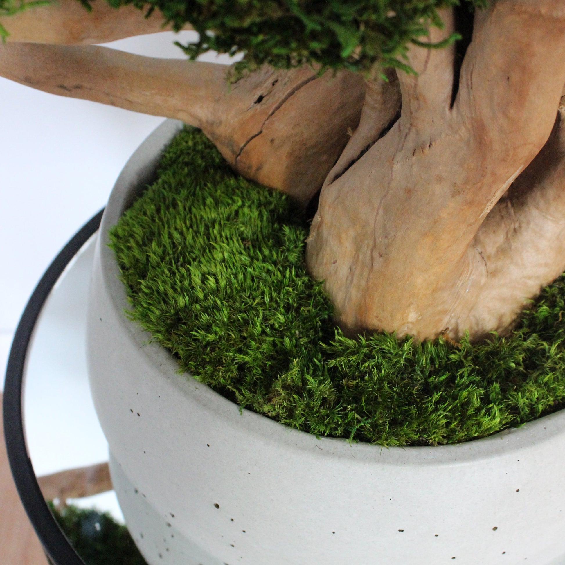 XL driftwood bonsai tree with preserved long moss in heavy concrete pot. Mood moss close up.