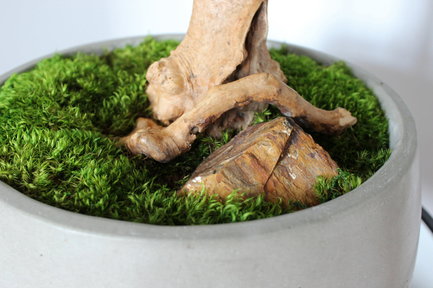 Extra large preserved moss bonsai tree in a concrete pot, statement green home decor, maintenance free indoor plant alternative, zen inspired centerpiece for modern living room, office or entryway. Mood moss close up.