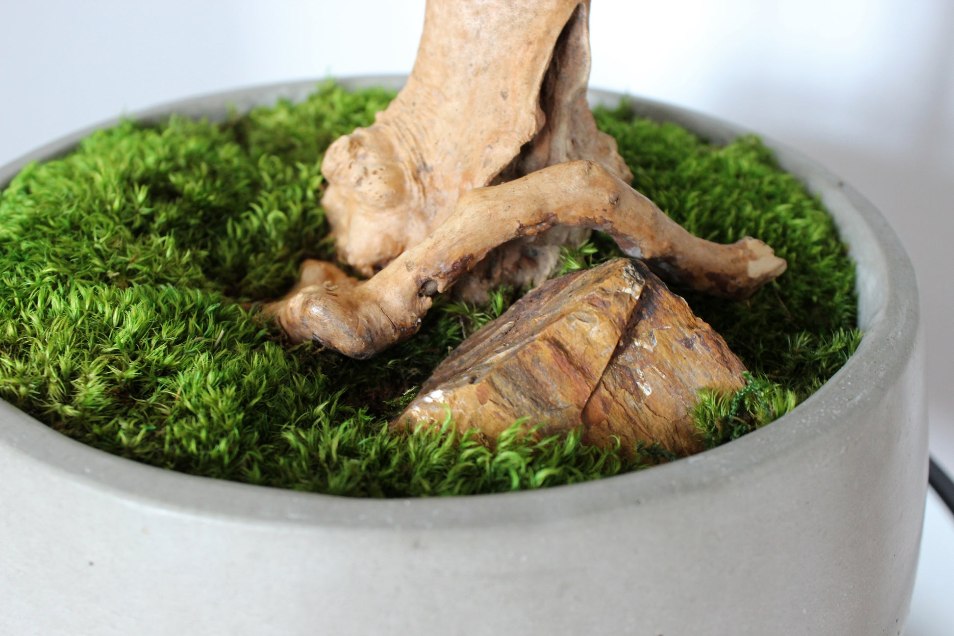 Extra large preserved moss bonsai tree in a concrete pot, statement green home decor, maintenance free indoor plant alternative, zen inspired centerpiece for modern living room, office or entryway. Mood moss close up.