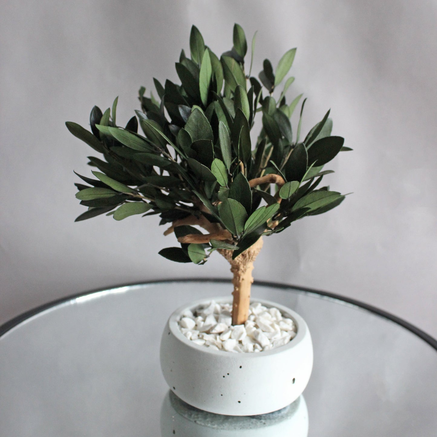 Small preserved olive tree bonsai in a concrete pot, made with real stabilized greenery. Natural minimalist decor for shelf, desk or coffee table, inspired by Mediterranean interiors.