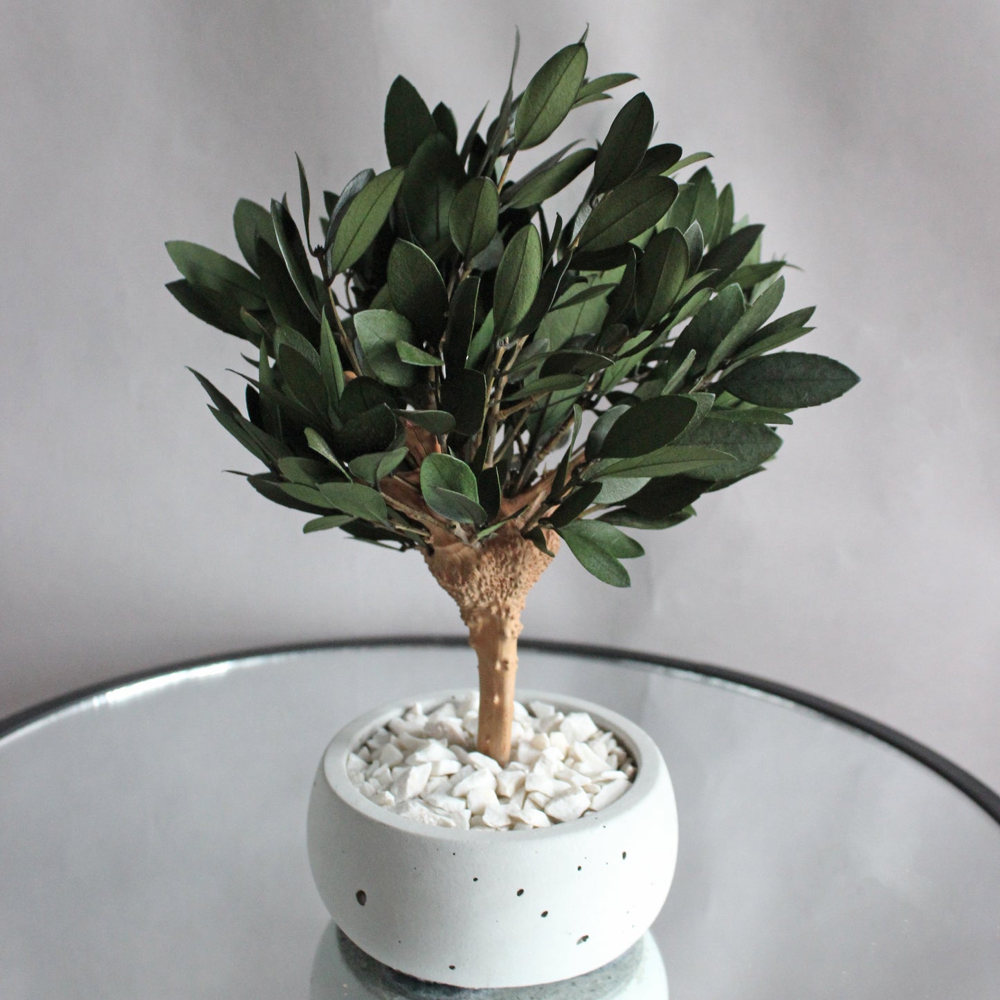 Small preserved olive tree bonsai in a concrete pot, made with real stabilized greenery. Natural minimalist decor for shelf, desk or coffee table, inspired by Mediterranean interiors.