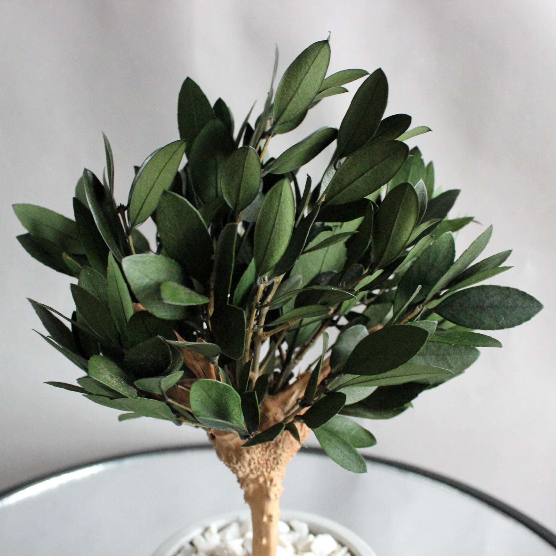Small preserved olive tree bonsai in a concrete pot, made with real stabilized greenery. Natural minimalist decor for shelf, desk or coffee table, inspired by Mediterranean interiors.