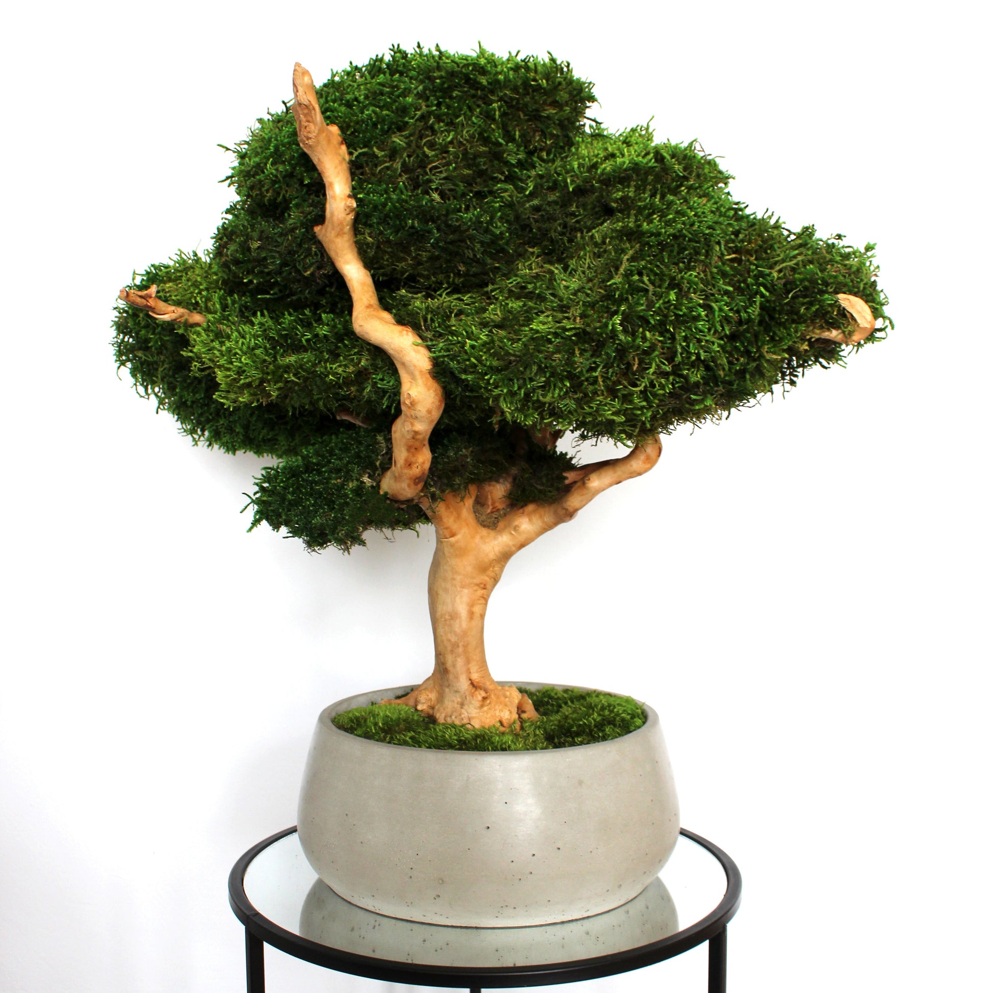 Extra large preserved moss bonsai tree in a concrete pot, statement green home decor, maintenance free indoor plant alternative, zen inspired centerpiece for modern living room, office or entryway.