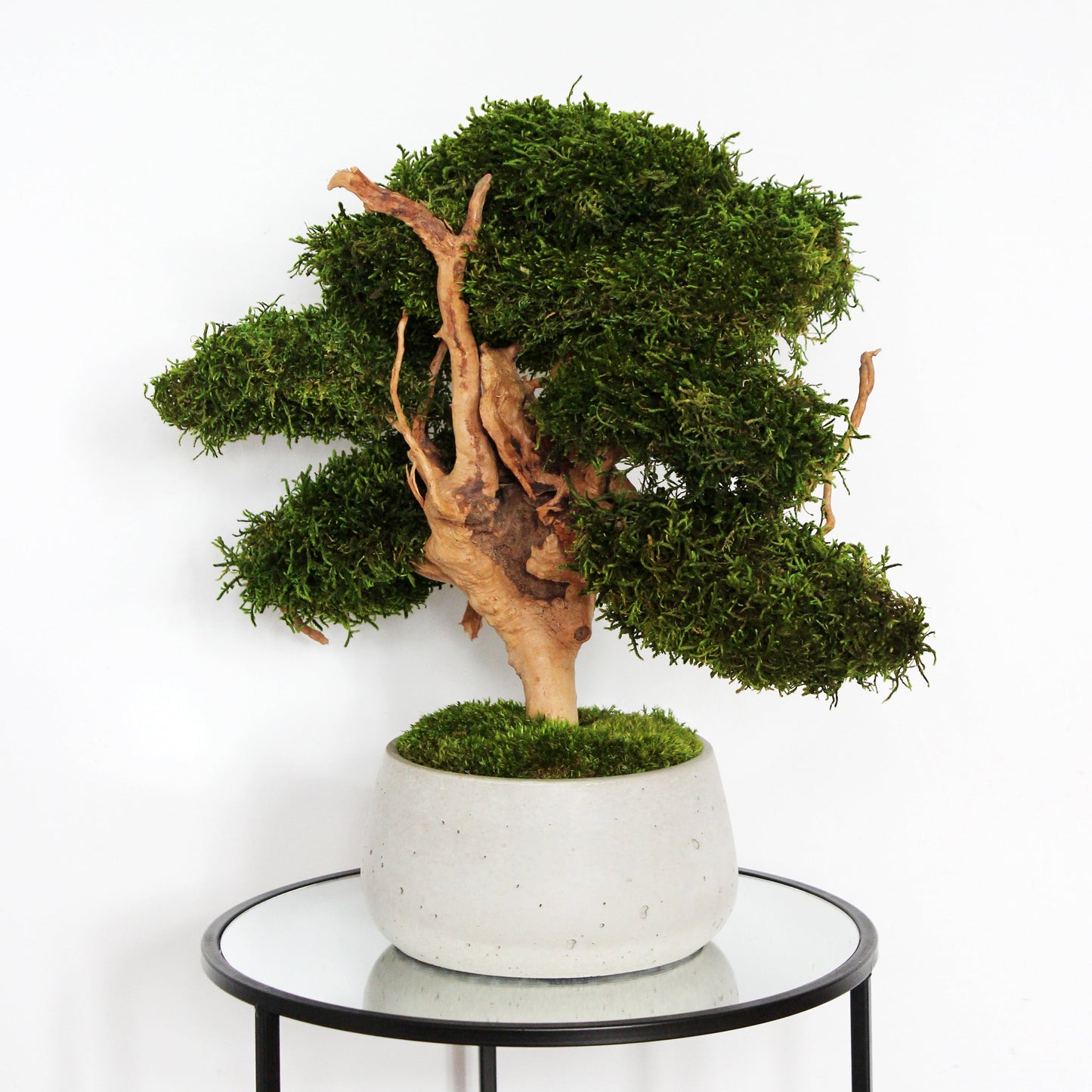 Large preserved bonsai with long moss in a decorative concrete pot, natural indoor greenery decor with a zen-inspired look.