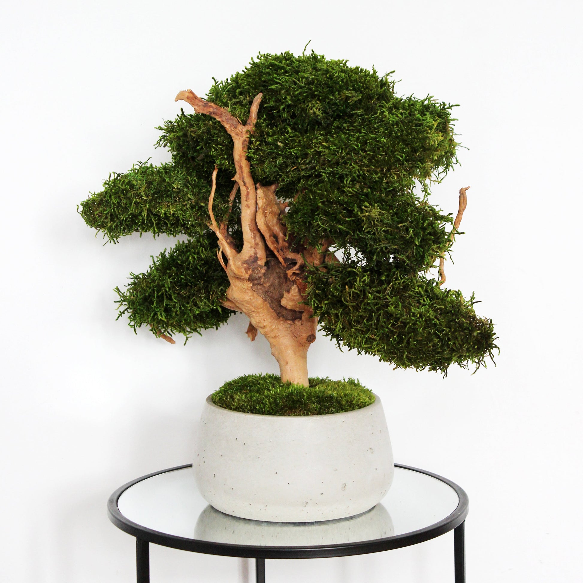 Large preserved bonsai with long moss in a decorative concrete pot, natural indoor greenery decor with a zen-inspired look.