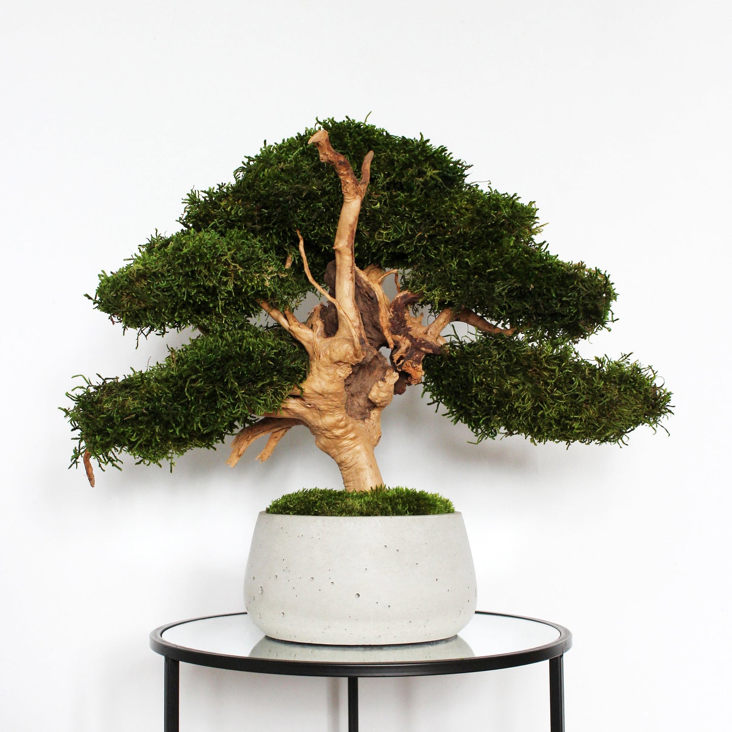 Large preserved bonsai with long moss in a decorative concrete pot, natural indoor greenery decor with a zen-inspired look.