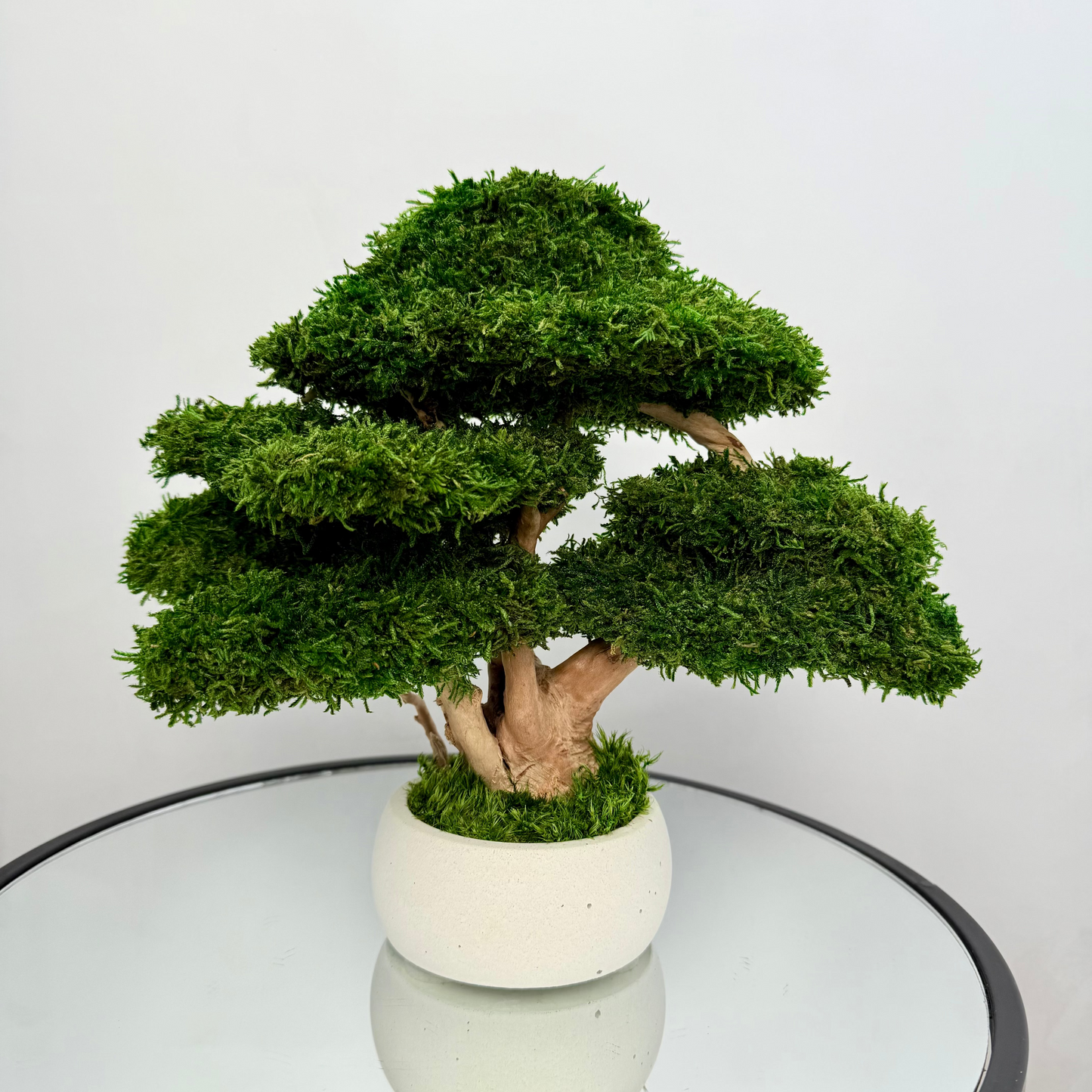 Preserved moss bonsai tree with layered canopy and natural root trunk in a white concrete planter.